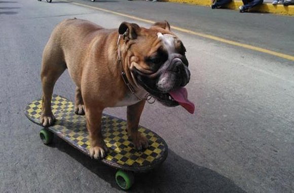Abren una escuela de skate para perros en PerÃº