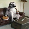 Viendo Tele Viendo Tele